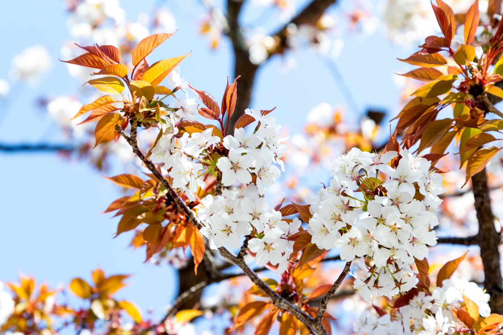 【重要】2020年度入学式及びスクーリング授業・藝術学舎開始日について