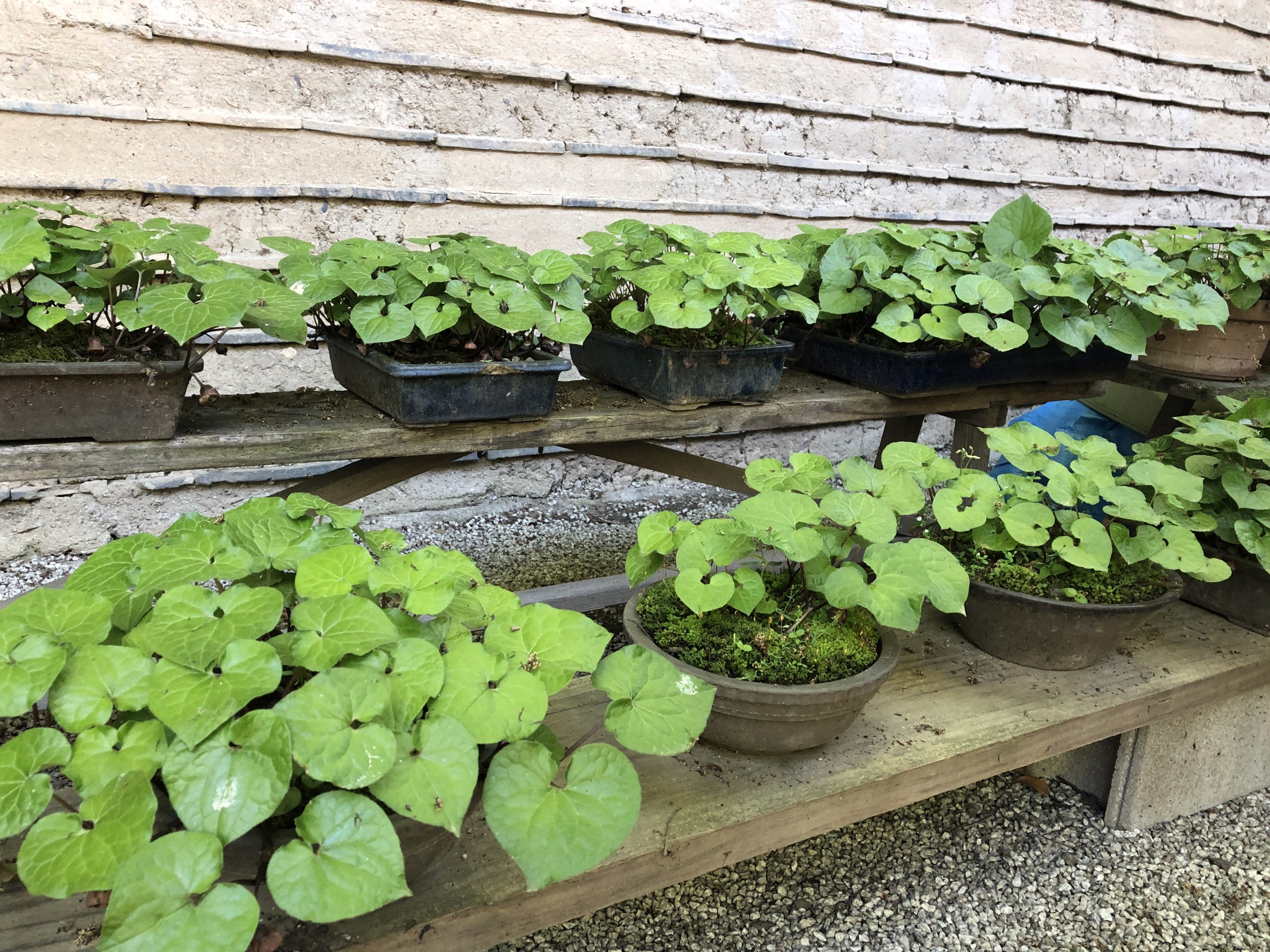 5・6月開催予定の収穫祭の中止について  2020.04.28