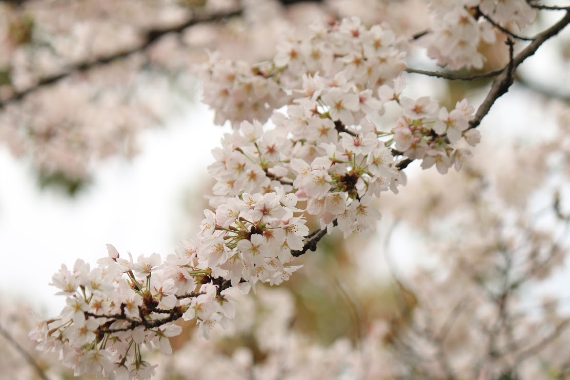 通信教育部の入学式